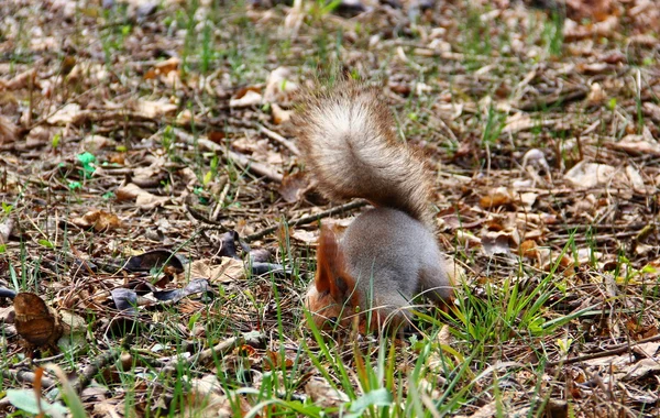 Wiewiórka ukrywa nakrętki w ziemi — Zdjęcie stockowe