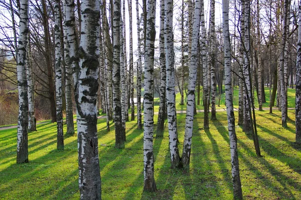 Huş grove bahar — Stok fotoğraf