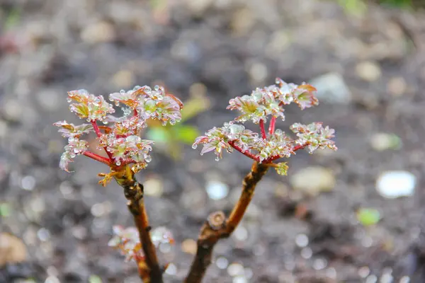 Şakayık yağmur damlaları içinde genç fidan