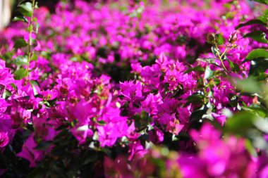 mor çiçekli bir asma ile büyümüş duvar