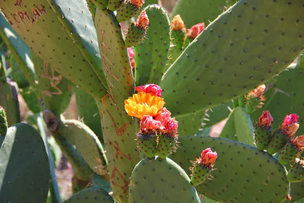 Dikenli kaktüs bloom — Stok fotoğraf