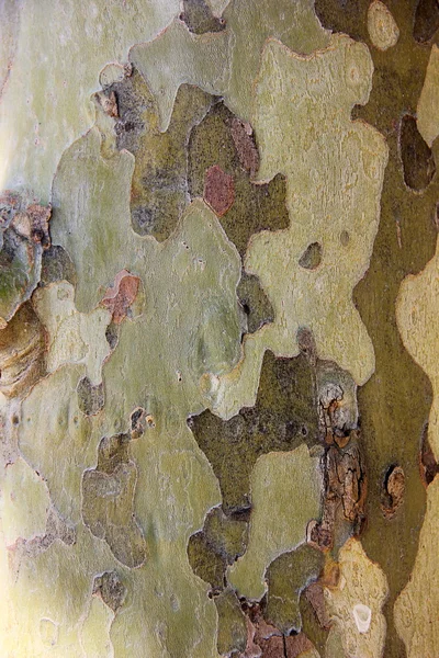 Ο φλοιός του δέντρου Πλάτανος — Φωτογραφία Αρχείου