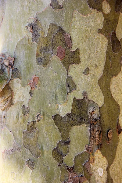 Die Rinde des Baumplatanus — Stockfoto