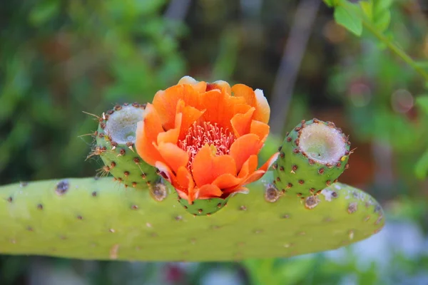 Orange flower on a cactus — Stock Photo, Image