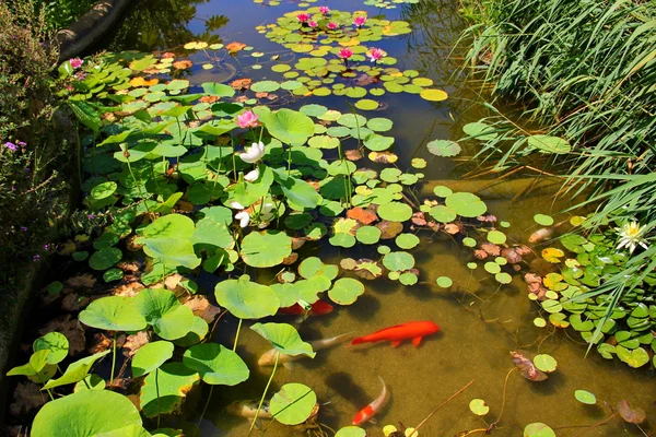 Bir su birikintisi nilüferler ve zambak yastıkları ile 