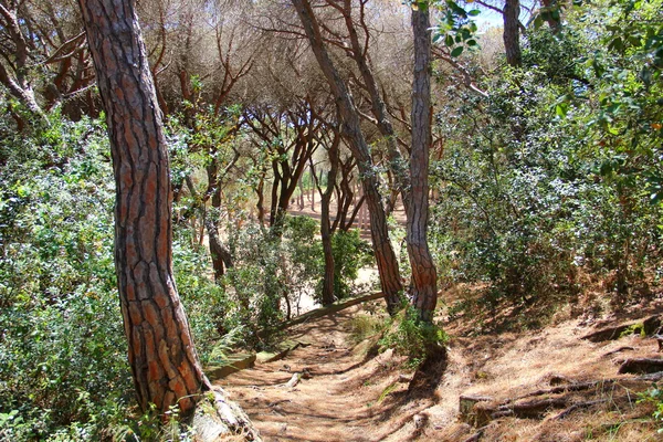 Los senderos en el parque forestal — Foto de Stock