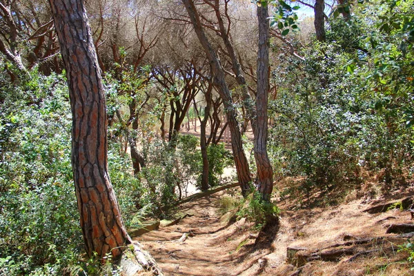 Los senderos en el parque forestal —  Fotos de Stock