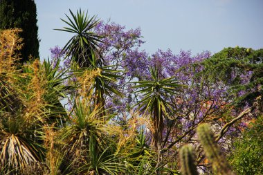 Tropik bitkilerin bir bahçe