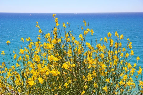 Bush con fiori gialli contro il mare — Foto Stock