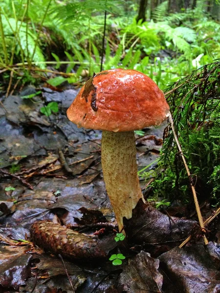 Un champignon avec une forêt à chapeau rouge — Photo