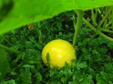 büyüme sürecini kabak