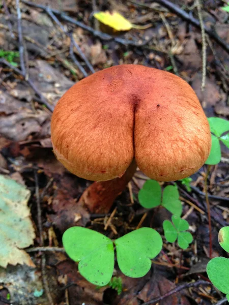 Un champignon avec une forme drôle — Photo