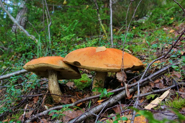 Deux grands champignons rouges — Photo