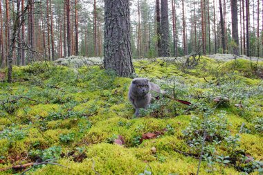  Scottish fold çam ormanı ile kedi