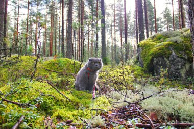  Scottish fold çam ormanı ile kedi