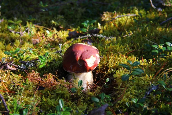 Champignon blanc fort dans la forêt — Photo