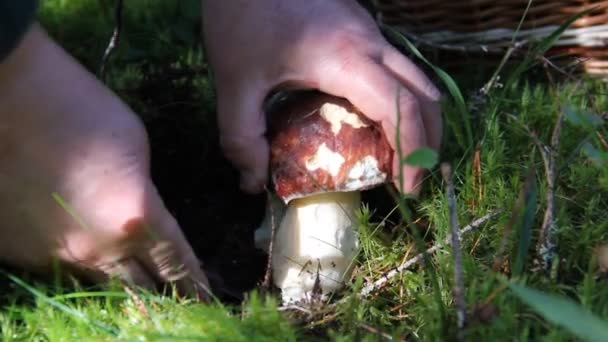 Paddenstoelen plukken in het bos — Stockvideo