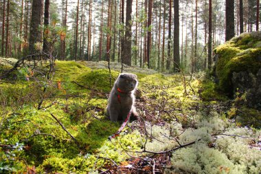 Scottish fold çam ormanı ile kedi