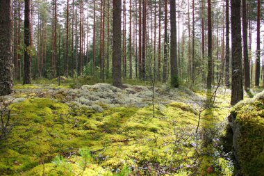 Sabah erkenden ormanda.