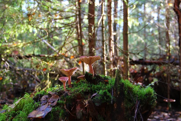 Matin dans les champignons forestiers de la famille — Photo