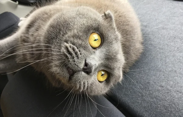 表情豊かな目灰色猫 — ストック写真