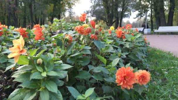 Flores en el césped de los bancos blancos en el Parque — Vídeos de Stock