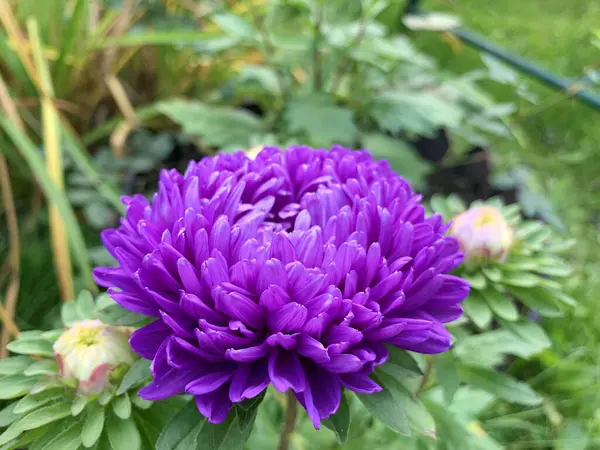 Büyük mor Aster çiçekleri, bir sürü taç yaprakları, arka planda yeşil yapraklar.