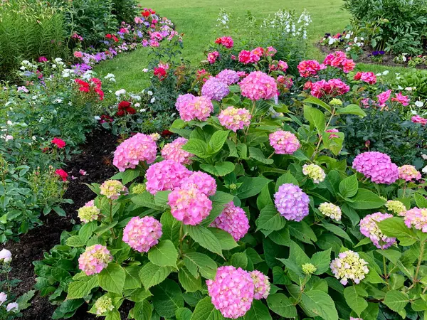 Frodig Rosa Hortensia Rabatt Bland Många Andra Blommor Sfäriska Blomstã — Stockfoto