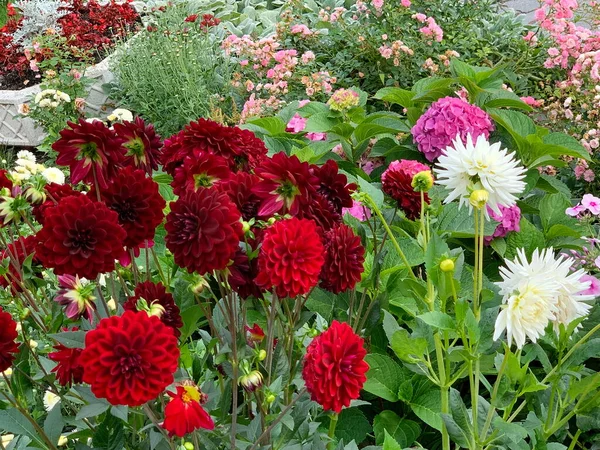 Çiçek bahçesi, sonbahar çiçekleri, farklı türde kırmızı ve beyaz yıldız çiçekleri, pembe ortanca, küçük güller, tonlarca yeşil