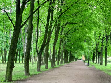 Parkta ağaçlardan oluşan bir ara sokak, tacın üzerine eğilmiş büyük uzun ağaçlar, yürüyüş üzerinde dallar, bol yeşillik, bahar
