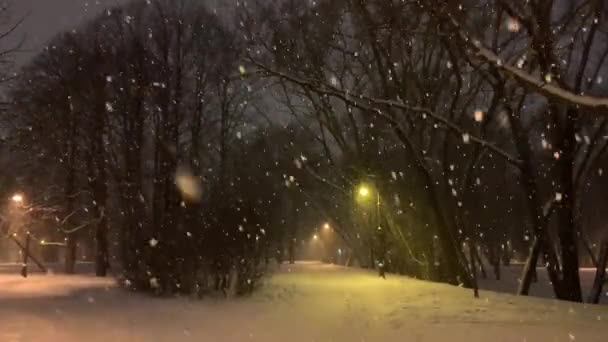 城市公园里大雪纷飞 倾泻在一个角度上 许多树木看不见真实的大雪 一片漆黑 街灯照亮了街道 — 图库视频影像