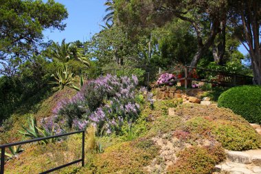 view of a small hill strewn with various plants, purple flowers, varieties of moss, palms, pines, ball shape, lots of greenery, hydrangea in a pot on the mountain, botanical garden