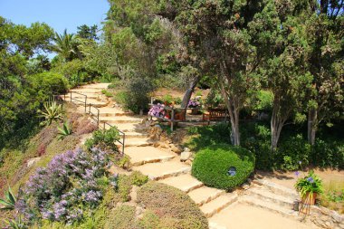 view of a small hill strewn with various plants, purple flowers, varieties of moss, palms, pines, ball shape, lots of greenery, hydrangea in a pot on the mountain, stone steps, botanical garden