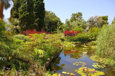 a small pond among many greenery and plants, cypress trees, palm trees, red flowers, water lilies grow in the water, summer, sun
