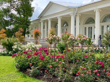 Rusya, Puşkin, 12 Temmuz 2020 güzel gül bahçesi, pembe, mor, mercan, arka planda beyaz sütunlar, seçkin insanların büstleri.