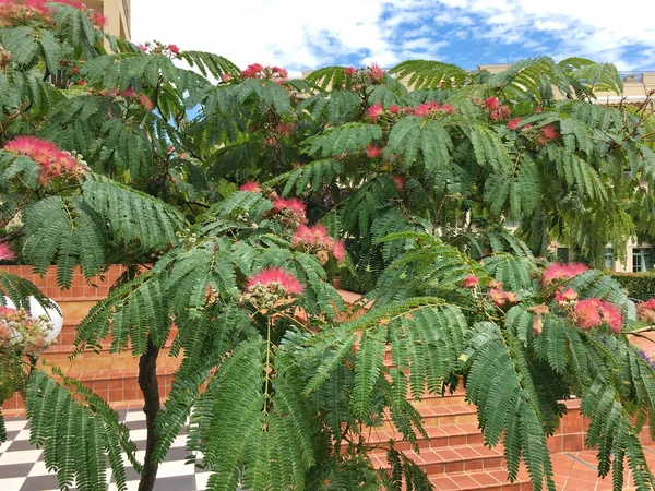 Lankaran akasyasının çeşitli isimleri vardır, albizia ipeği ya da ipek ağacı. Bu, Legume ailesine ait alışılmadık bir tropikal bitki.