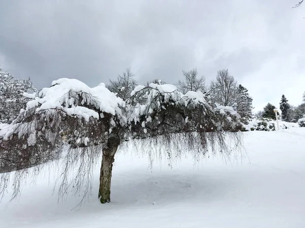 Małe Drzewo Stylu Płaczącej Wierzby Gałęzie Zwisające Zimą Dużo Śniegu — Zdjęcie stockowe