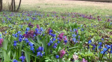 İlk bahar çiçekleri, mor sümbül ve mavi kar damlası, orman aynasızları, çimlerde yetişir, rüzgarda sallanır, her şey hala gri ve solgundur, baharın başlangıcında.