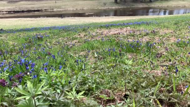 První Jarní Květiny Fialový Hyacint Modrý Sníh Lesní Porosty Rostou — Stock video