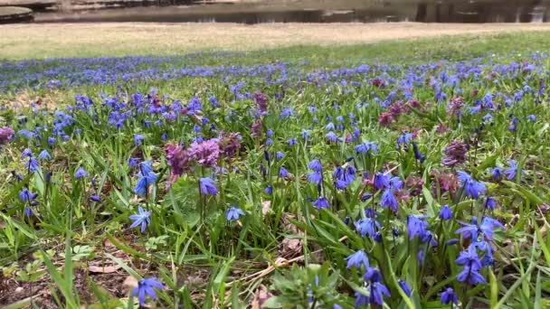 初春的花朵 紫色的百合花和蓝色的雪花 森林的灌木 长在草坪上 在风中摇曳 万物依旧灰暗凋零 春天的开始 — 图库视频影像