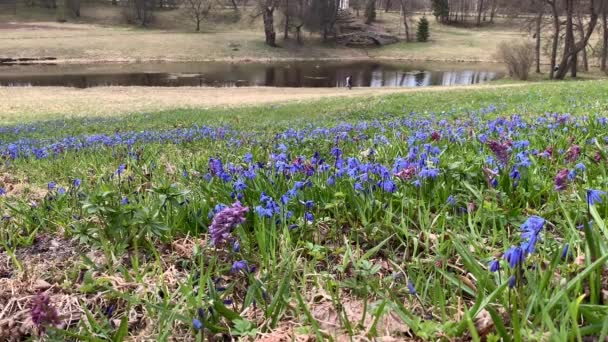 Primi Fiori Primaverili Giacinto Viola Bucaneve Blu Bosco Ceduo Crescono — Video Stock