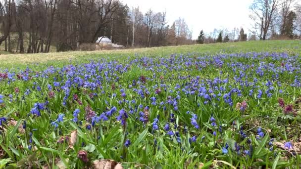 Πρώτα Ανοιξιάτικα Λουλούδια Μοβ Υάκινθος Και Μπλε Χιόνι Δασική Κοπριά — Αρχείο Βίντεο