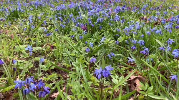 Primi Fiori Primaverili Giacinto Viola Bucaneve Blu Bosco Ceduo Crescono — Video Stock