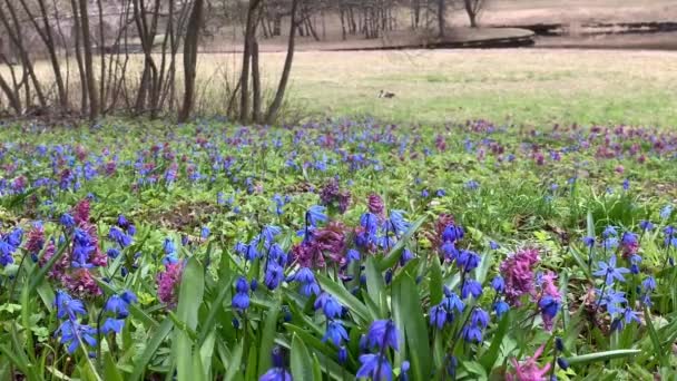 First Spring Flowers Purple Hyacinth Blue Snowdrop Forest Copse Grow — Stock Video