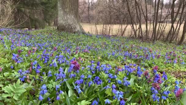 Las Primeras Flores Primavera Jacinto Púrpura Nevada Azul Bosque Copse — Vídeo de stock