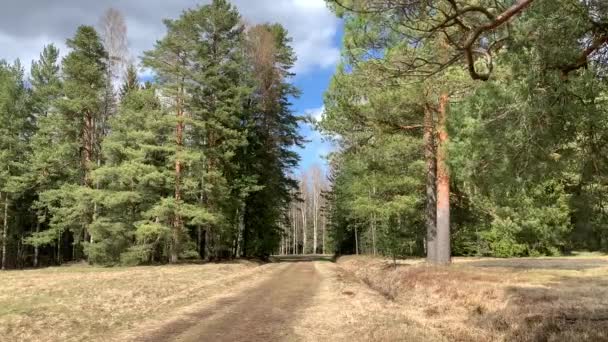 Moment Nature Tall Large Fir Trees Pines Forested Area Wind — Stock Video