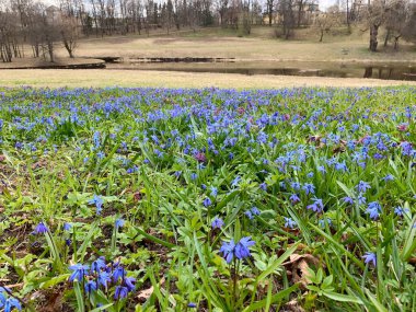 İlkbaharın başlarında, ilk çiçekler, mavi kardamlaları, bir orman korusu ve mor sümbüller bir tepede yetişir, yeşil yapraklar, yapraksız ağaçların arka planında, bulutlu gökyüzü