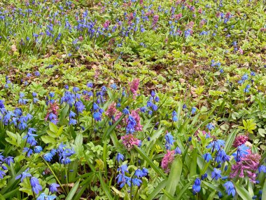 İlkbaharın başlarında, ilk çiçekler, mavi kardelenler, orman polisleri ve mor sümbüller, yeşil yapraklar