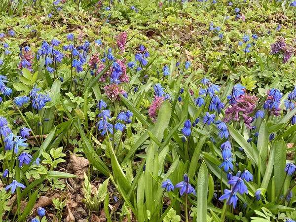 Wczesną Wiosną Pierwsze Kwiaty Niebieskie Śniegi Gliny Leśne Fioletowe Hiacynty — Zdjęcie stockowe