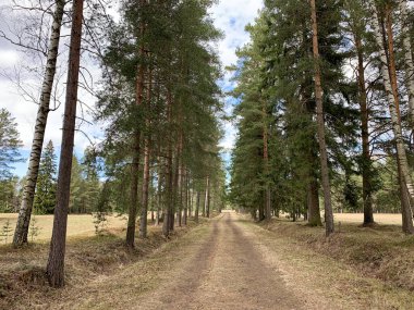 Parktaki toprak yol, çeşitli ağaçların kenarları boyunca büyür, Noel ağaçları, çam ağaçları, yeşil iğneler, güneşli bir gün, baharın başlangıcı, muhteşem bir orman.